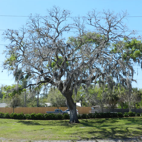 Before-Oak Tree 