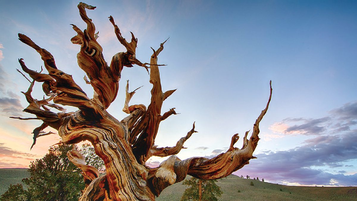 FROM THE WORLD’S OLDEST TREE TO YOUR BACKYARD: A GUIDE TO PRESERVATION