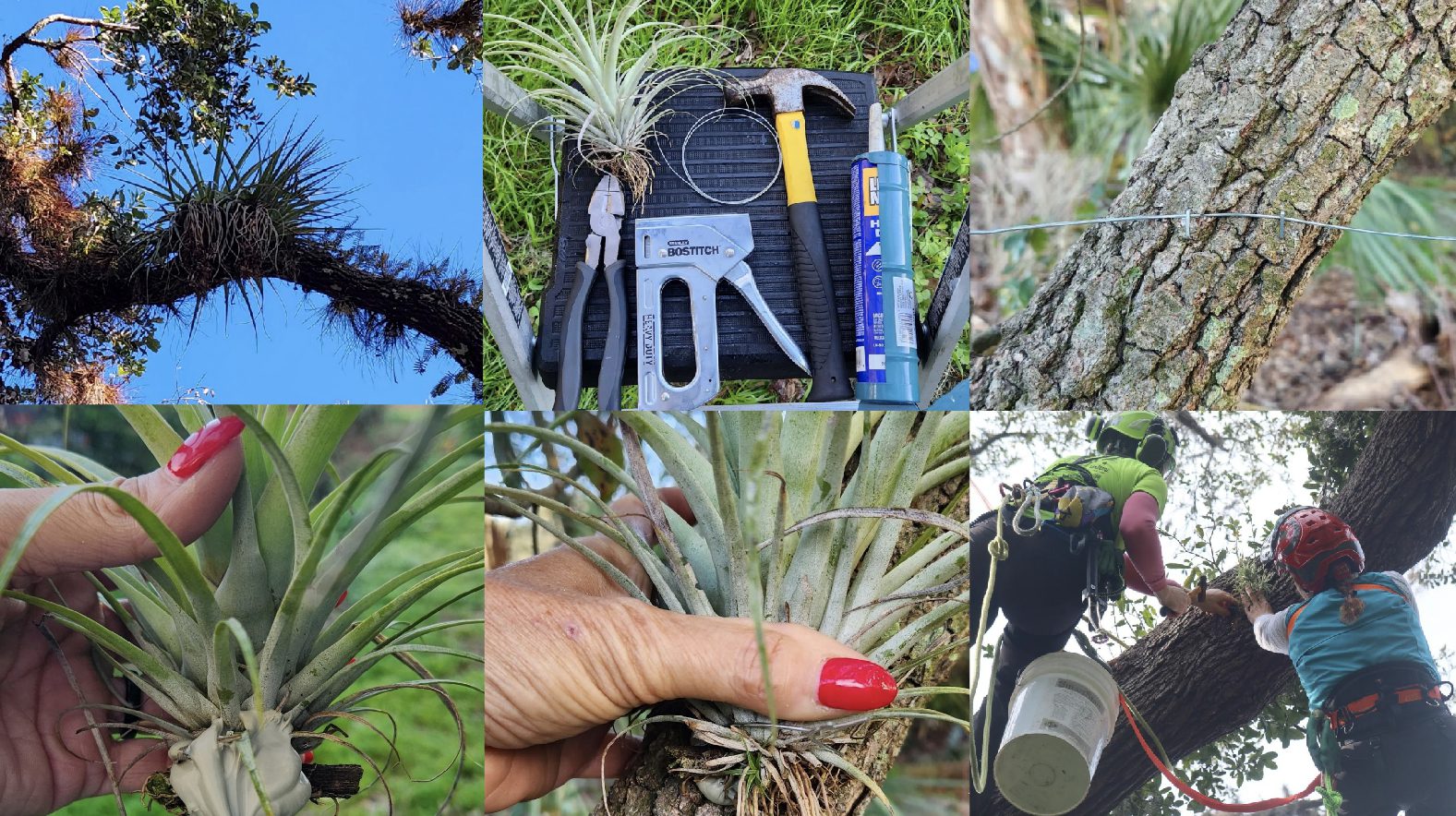 Elevate your Landscape: Tree Art